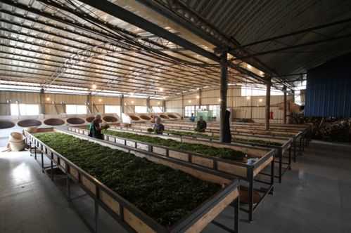 小李總普洱茶源頭工廠 源頭直供，品質卓越