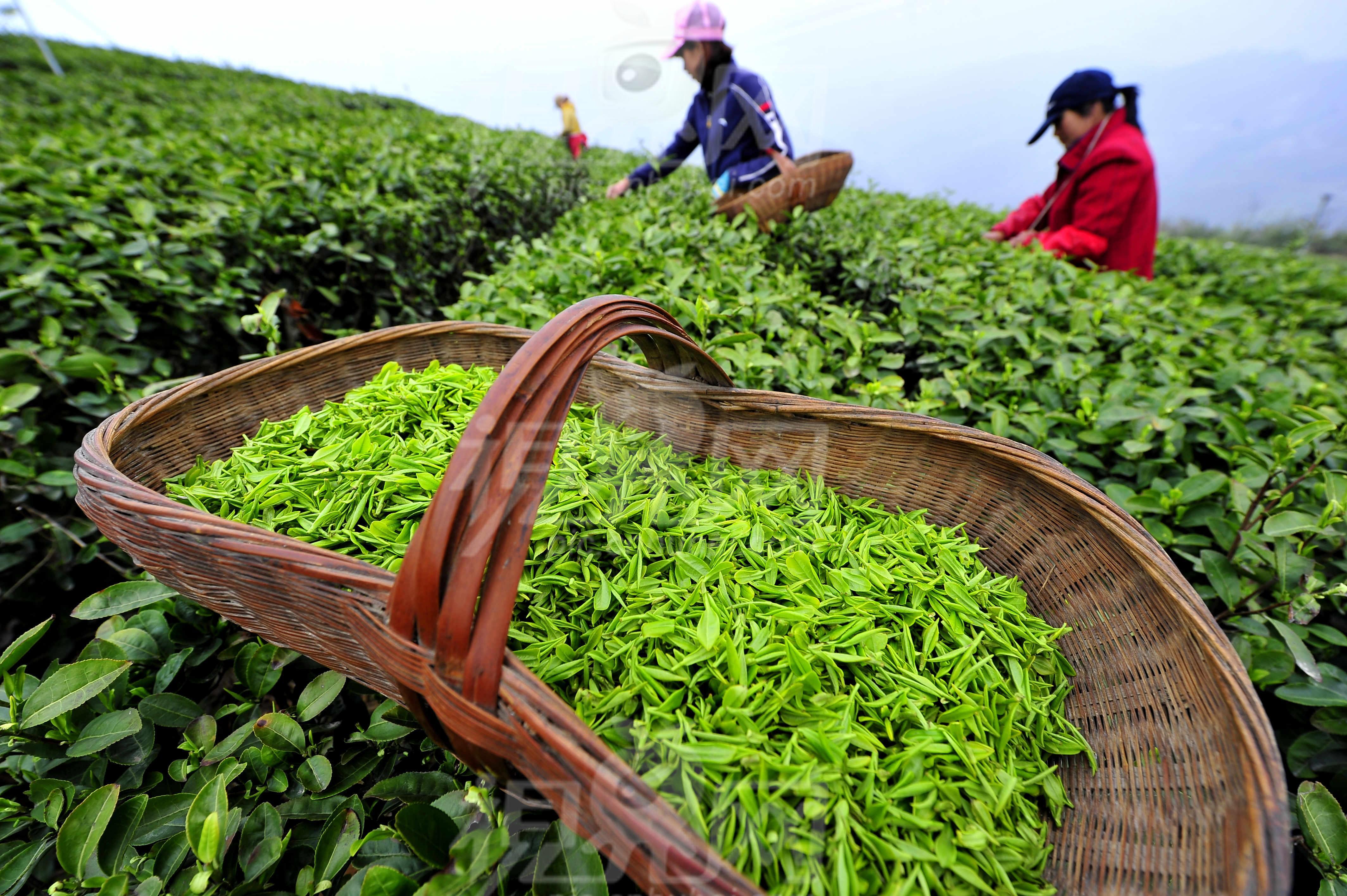 茶農世家分享種茶致富經 打造專業網站，助力茶業騰飛